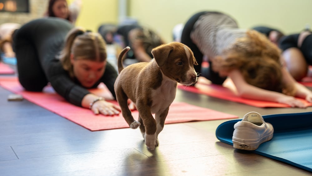 Summer Yoga Series: Puppy Yoga 5